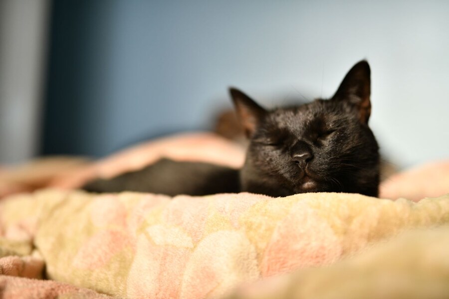 우리집 검은 똥괭이 8_9.jpg