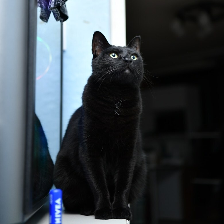 우리집 검은 똥괭이 8_10.jpg