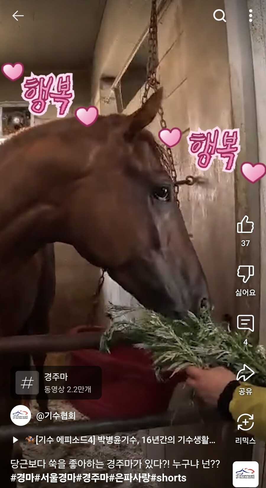 경마) 당근보다 쑥을 좋아하는 한국 경주마_3.jpg