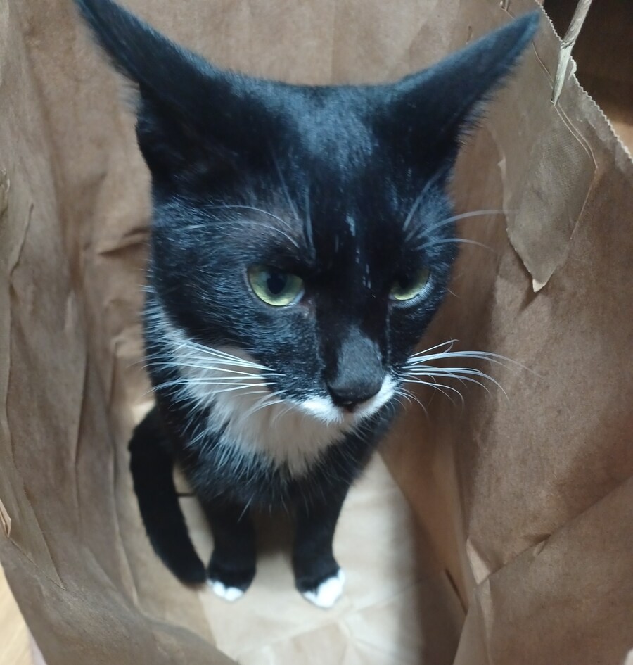 오늘의 우리집 막내 고우앵이 cat_1.jpg