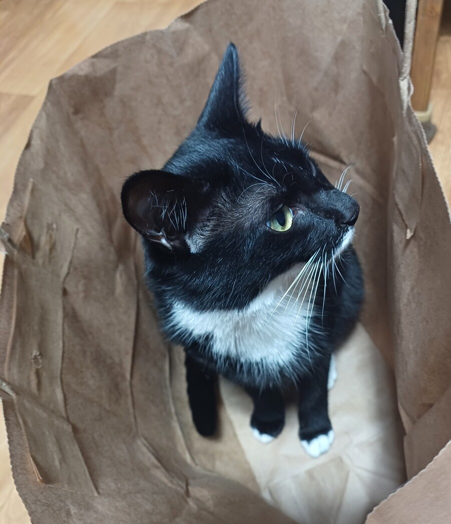 오늘의 우리집 막내 고우앵이 cat_2.jpg