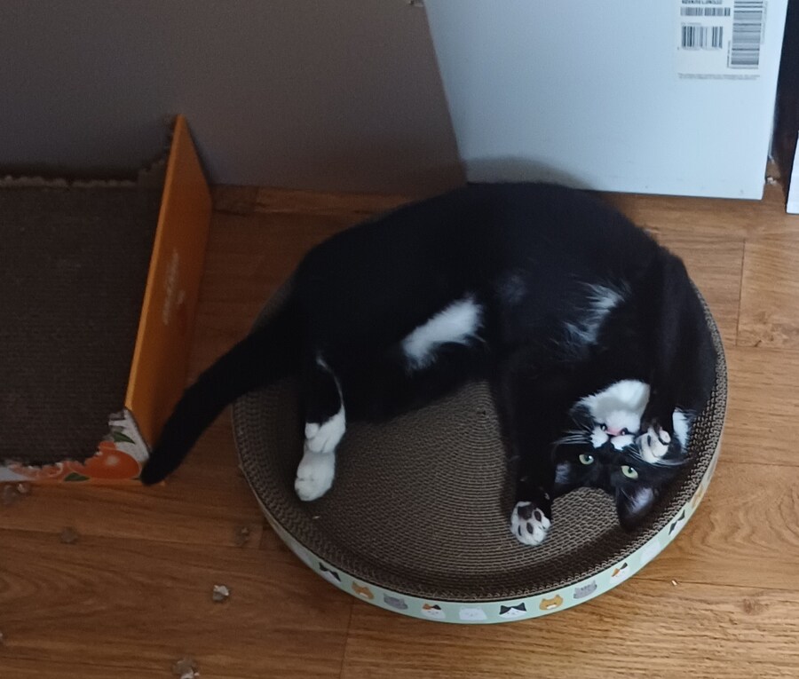오늘의 우리집 막내 고우앵이 cat_4.jpg