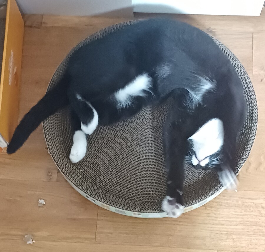 오늘의 우리집 막내 고우앵이 cat_6.jpg