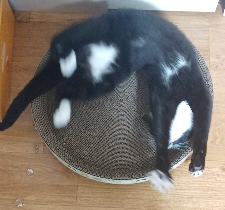 오늘의 우리집 막내 고우앵이 cat_7.jpg