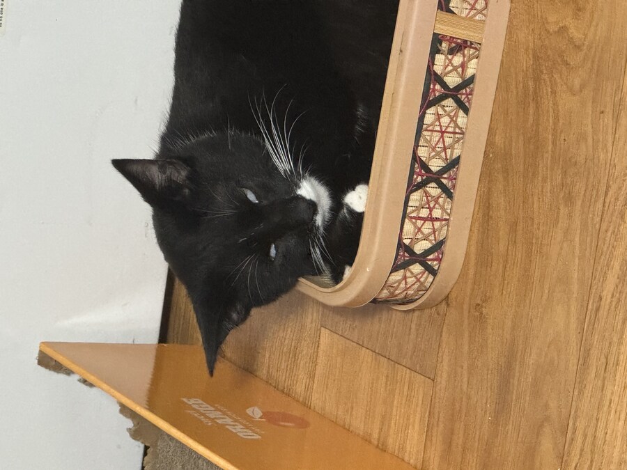 오늘의 우리집 막내 고우앵이 cat_8.jpg