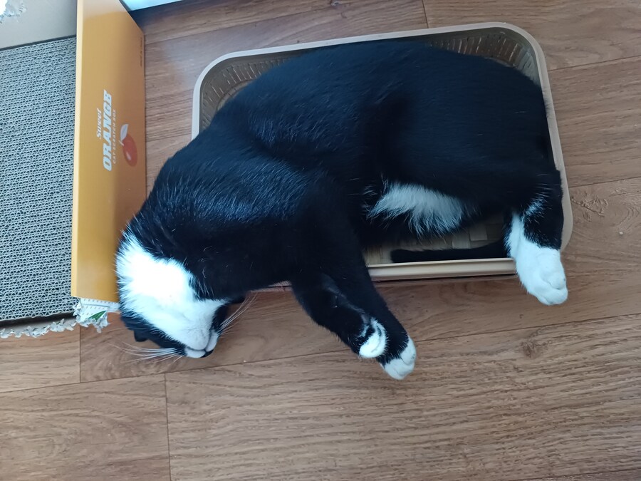 오늘의 우리집 막내 고우앵이 cat_9.jpg
