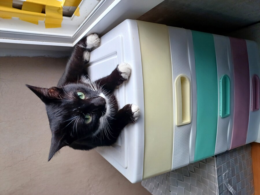 오늘의 우리집 막내 고우앵이 cat_10.jpg