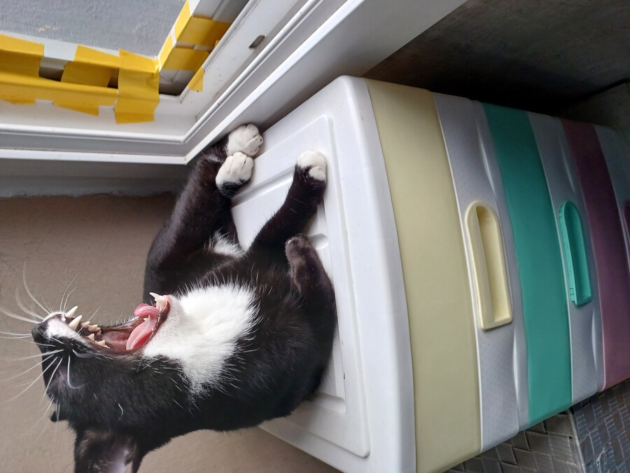 오늘의 우리집 막내 고우앵이 cat_11.jpg