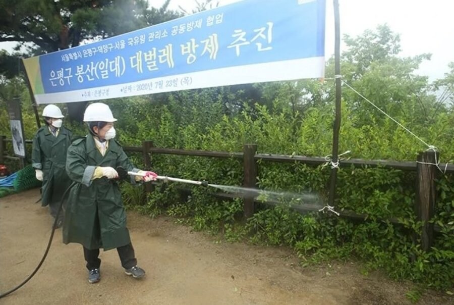 러브버그 방역이 어려운 이유_1.jpg