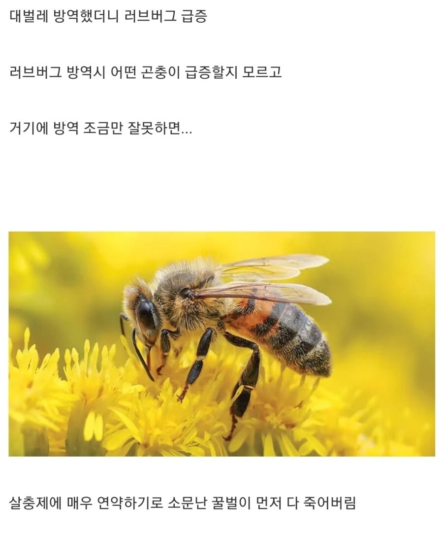 러브버그 방역이 어려운 이유_2.jpg