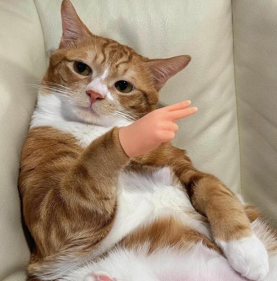 고양이에게 손을 달아줬다_3.jpg