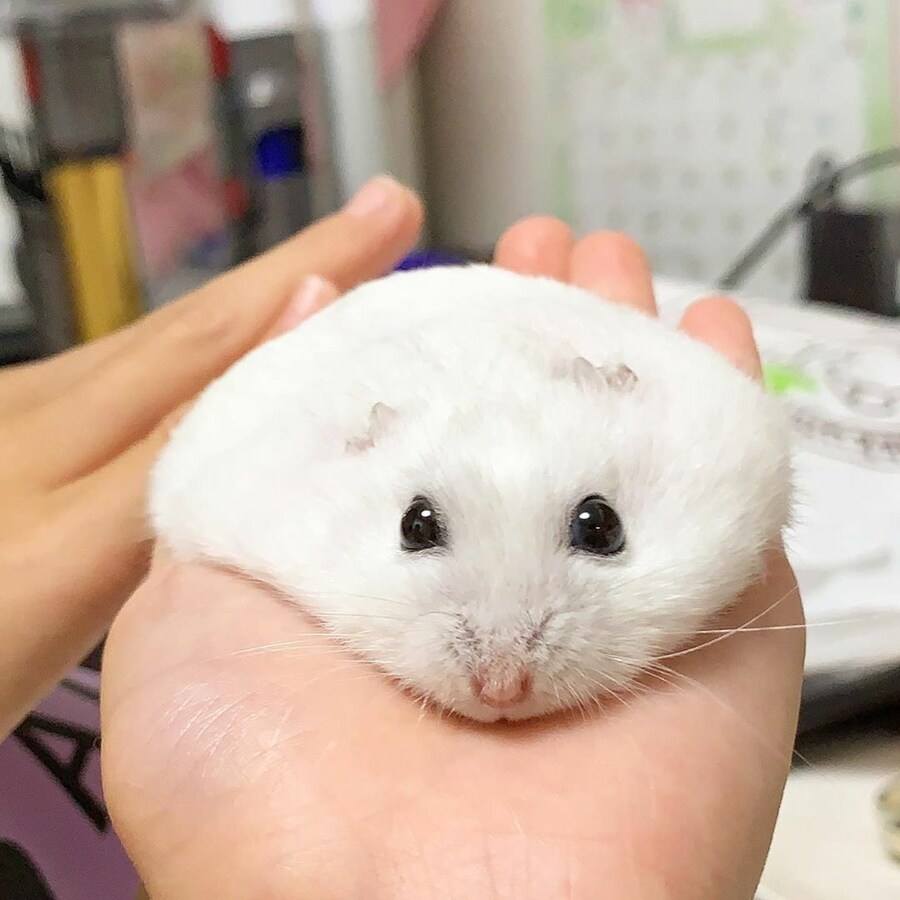 여름이면 생각나는 찰떡아이스.jpg_3.jpg