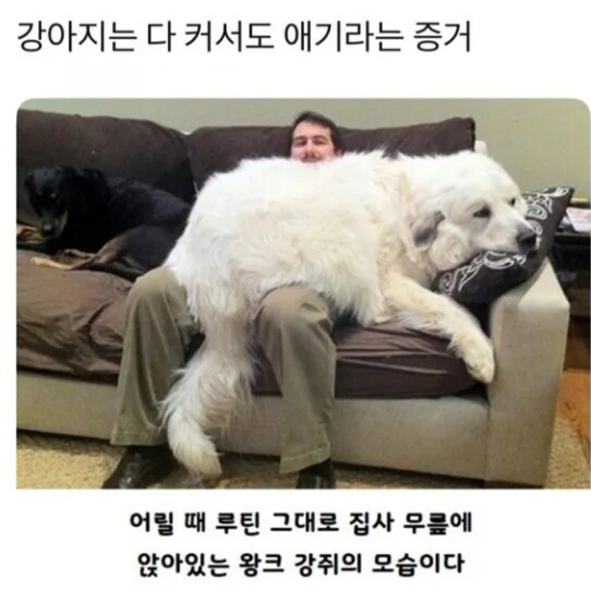 강아지는 다 커도 애기라는 증거.jpg_1.png