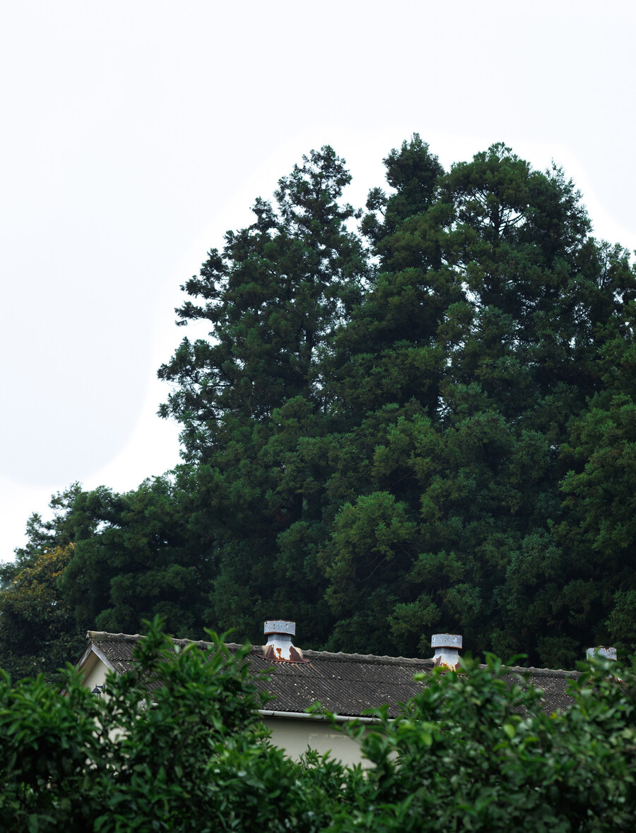 서귀포 시골길_9.jpg