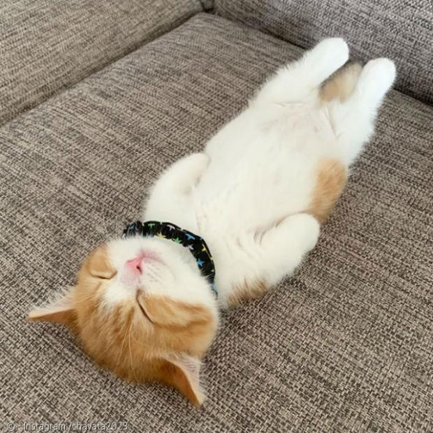 모닝 고양이_1.jpg