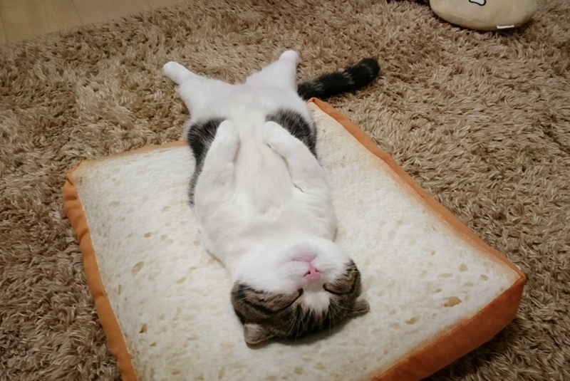 모닝 고양이_2.jpg