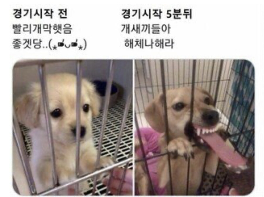 하스) 하루만 기다리면 운고로의 잃어버린 도시가 나와요!_2.jpg