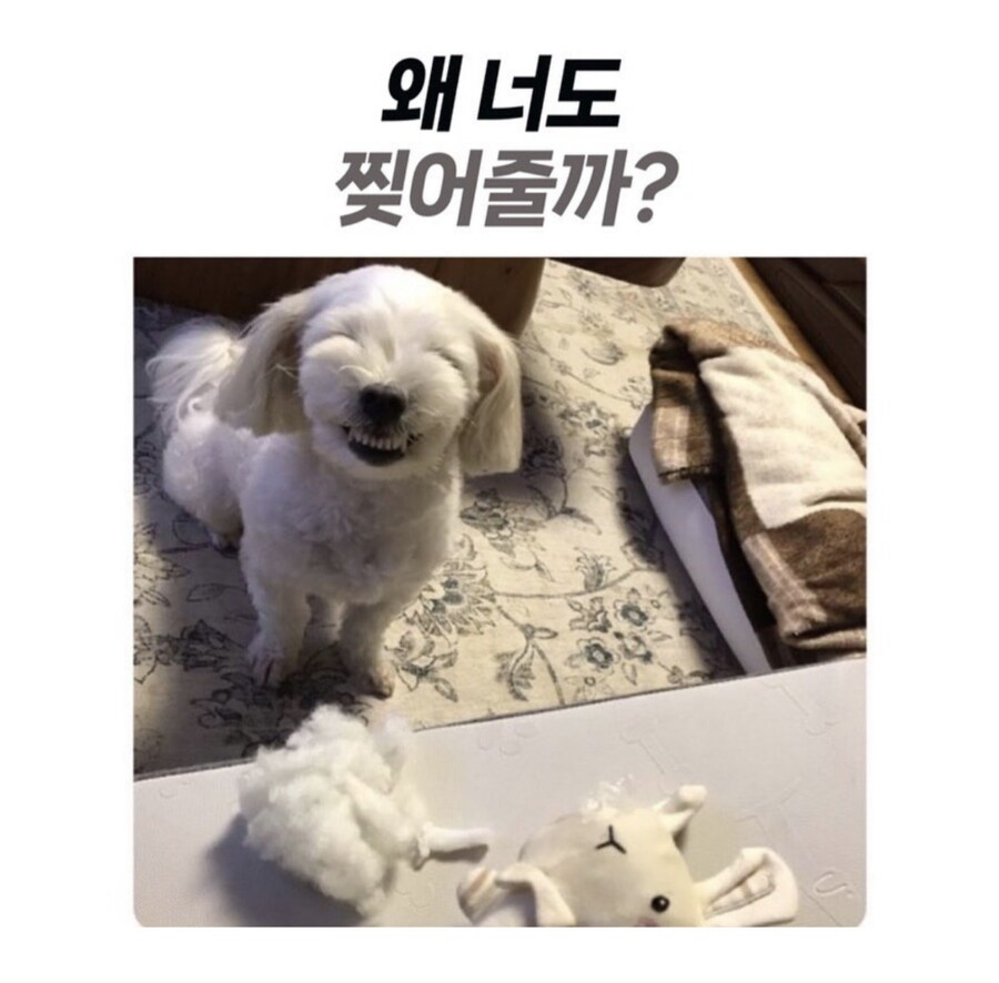 왜 너도 찢어줄까_1.jpg