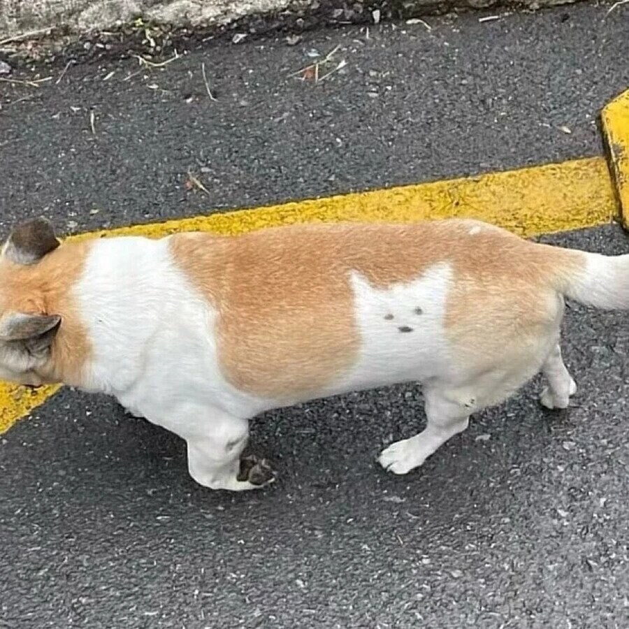 멍멍이 안에 갇힌 멍멍이.jpg_1.jpg