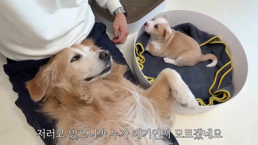 극락을 즐기는 중인 골댕이의 표정_7.jpg