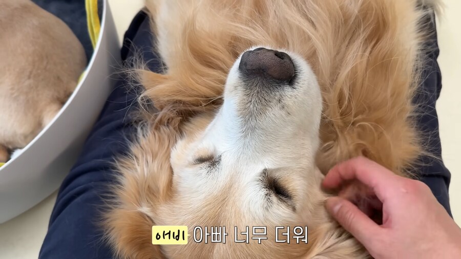 극락을 즐기는 중인 골댕이의 표정_9.jpg