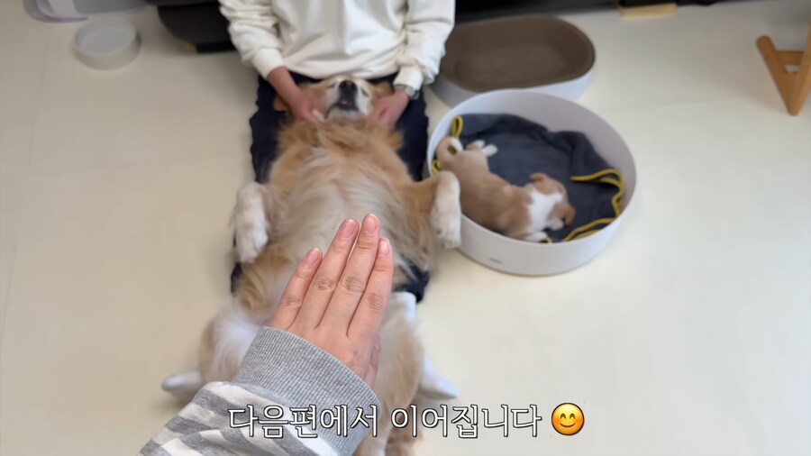 극락을 즐기는 중인 골댕이의 표정_10.jpg