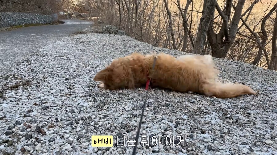 대형견 키우기 쉽지 않은 eu_3.jpg