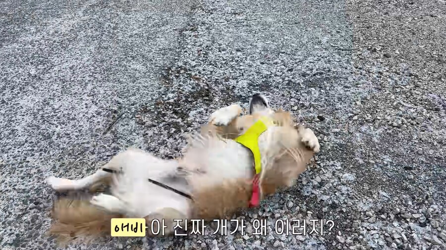 대형견 키우기 쉽지 않은 eu_4.jpg