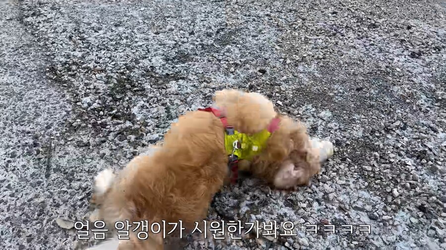 대형견 키우기 쉽지 않은 eu_5.jpg