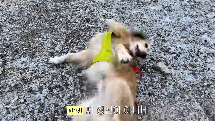 대형견 키우기 쉽지 않은 eu_6.jpg