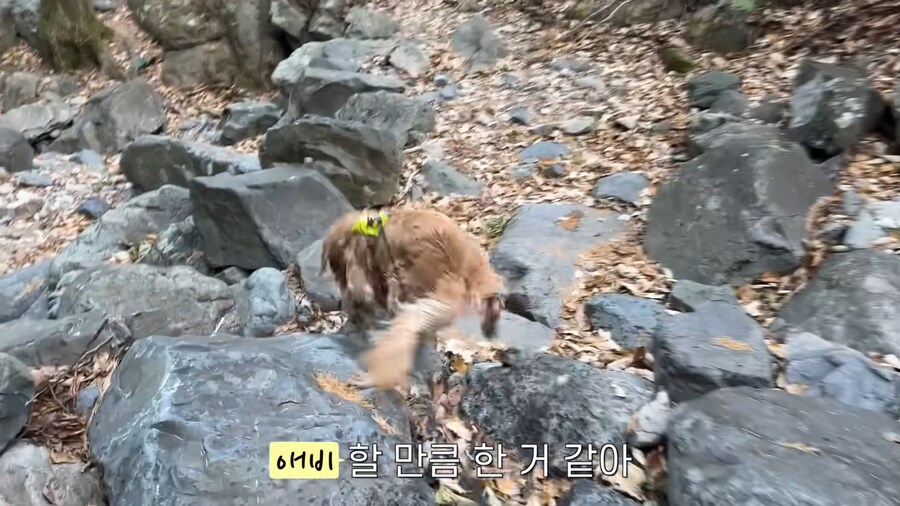 대형견 키우기 쉽지 않은 eu_10.jpg