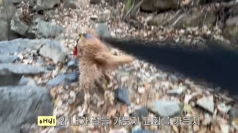 대형견 키우기 쉽지 않은 eu_11.jpg