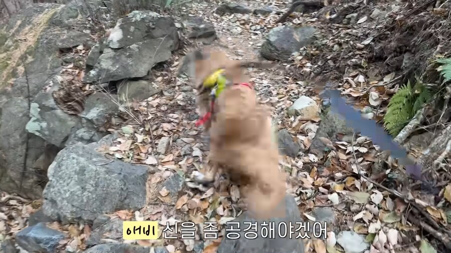 대형견 키우기 쉽지 않은 eu_12.jpg