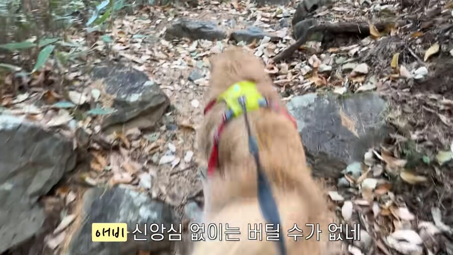대형견 키우기 쉽지 않은 eu_13.jpg