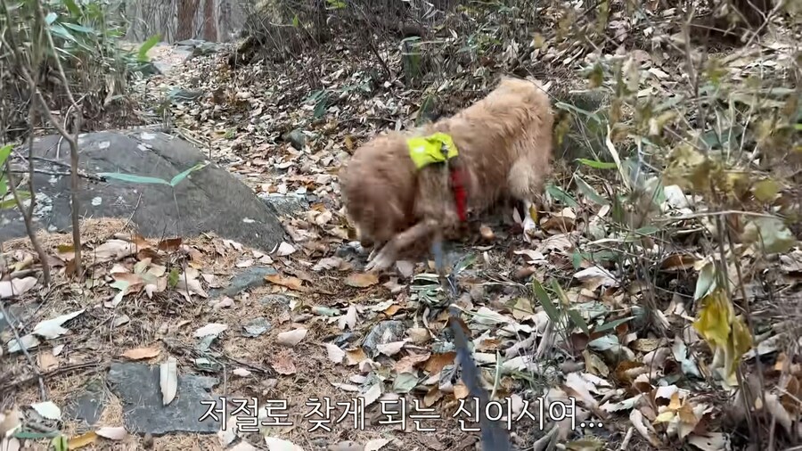 대형견 키우기 쉽지 않은 eu_14.jpg