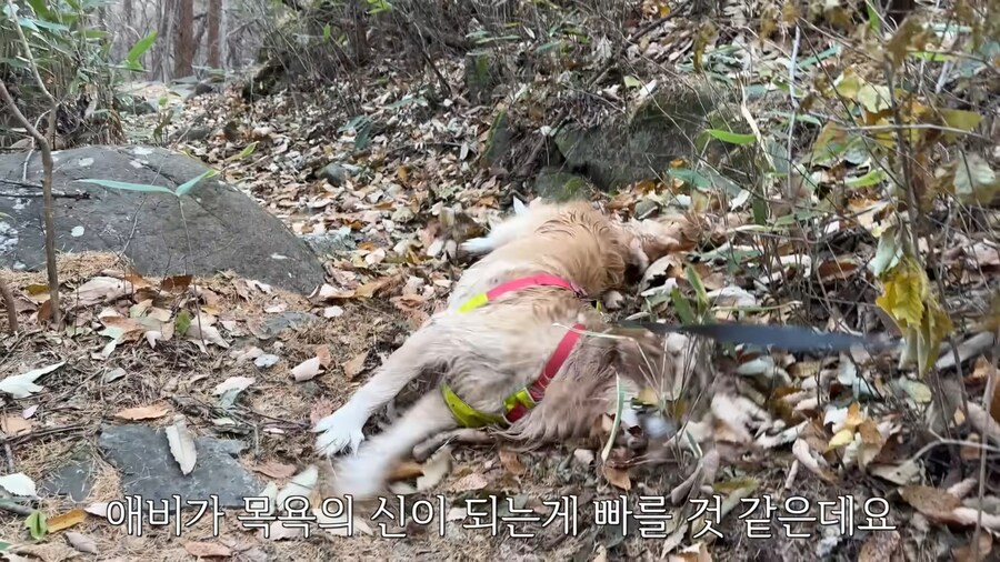 대형견 키우기 쉽지 않은 eu_15.jpg