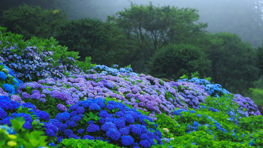 석부작 테마공원_5.jpg