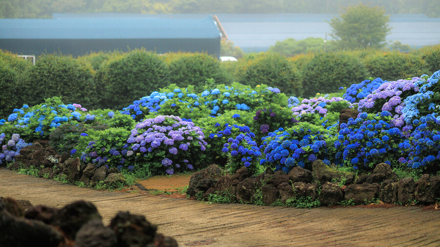 석부작 테마공원_9.jpg