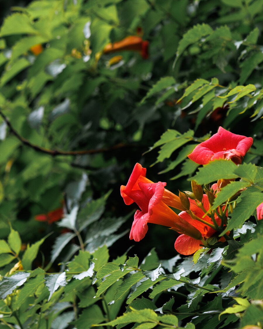 서귀포 시골길_6.jpg