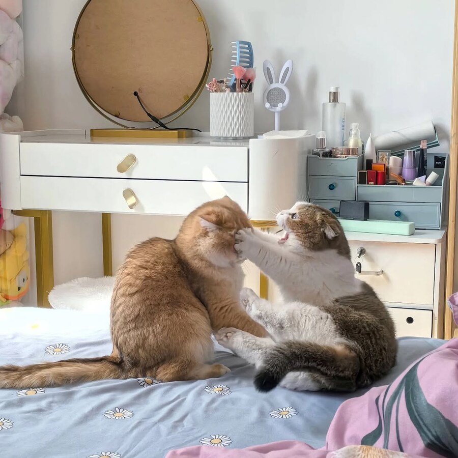귀요미 냐옹이들..._1.jpg