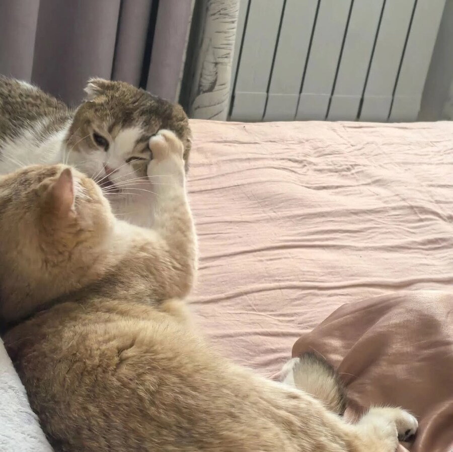 귀요미 냐옹이들..._9.jpg