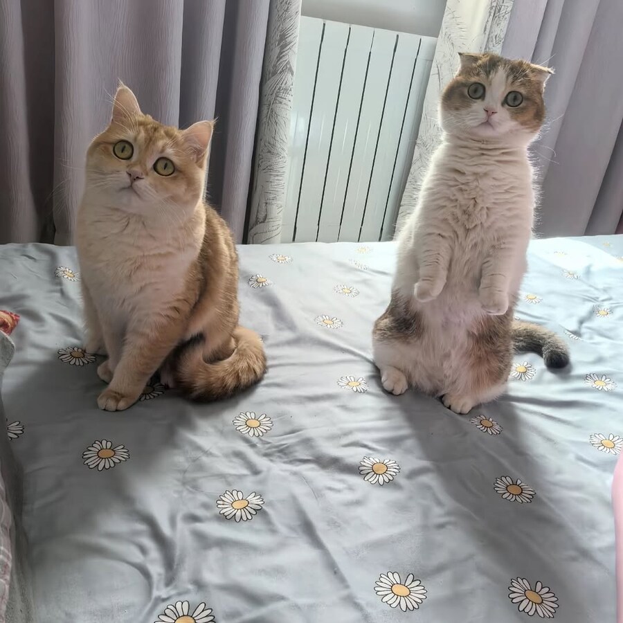 귀요미 냐옹이들..._15.jpg