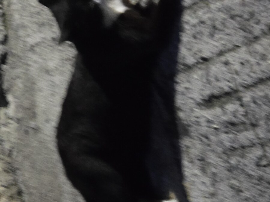 길고양이 찍었음_2.jpg
