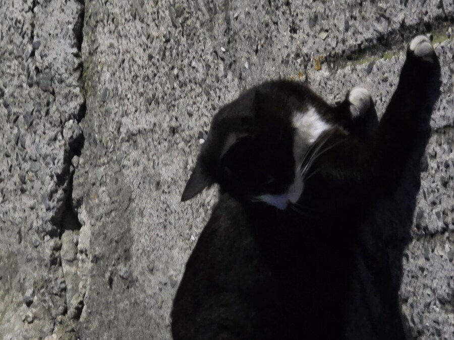길고양이 찍었음_3.jpg