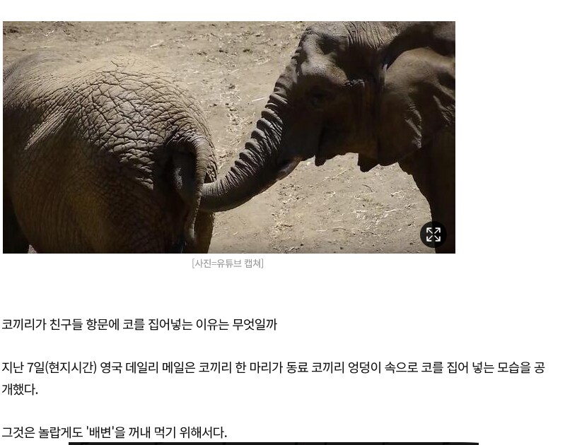 코끼리가 코로 하는거_1.png