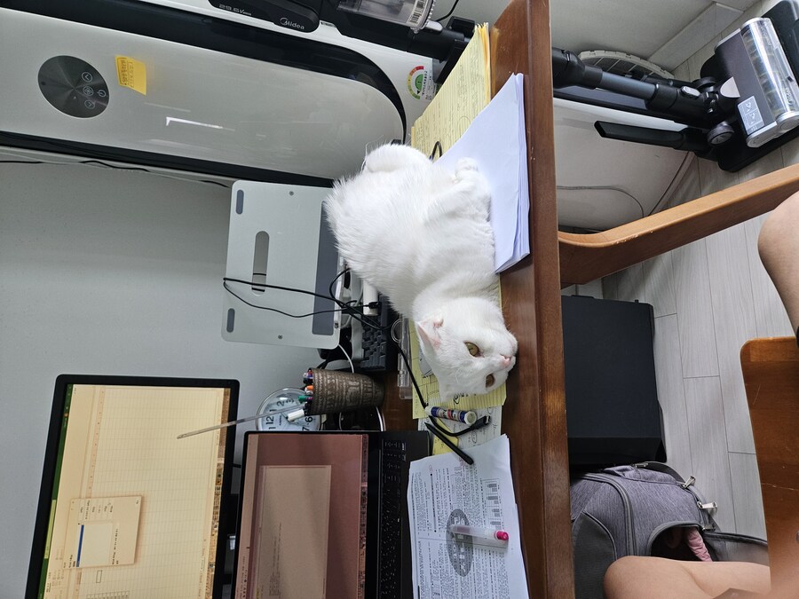 애옹애옹_2.jpg