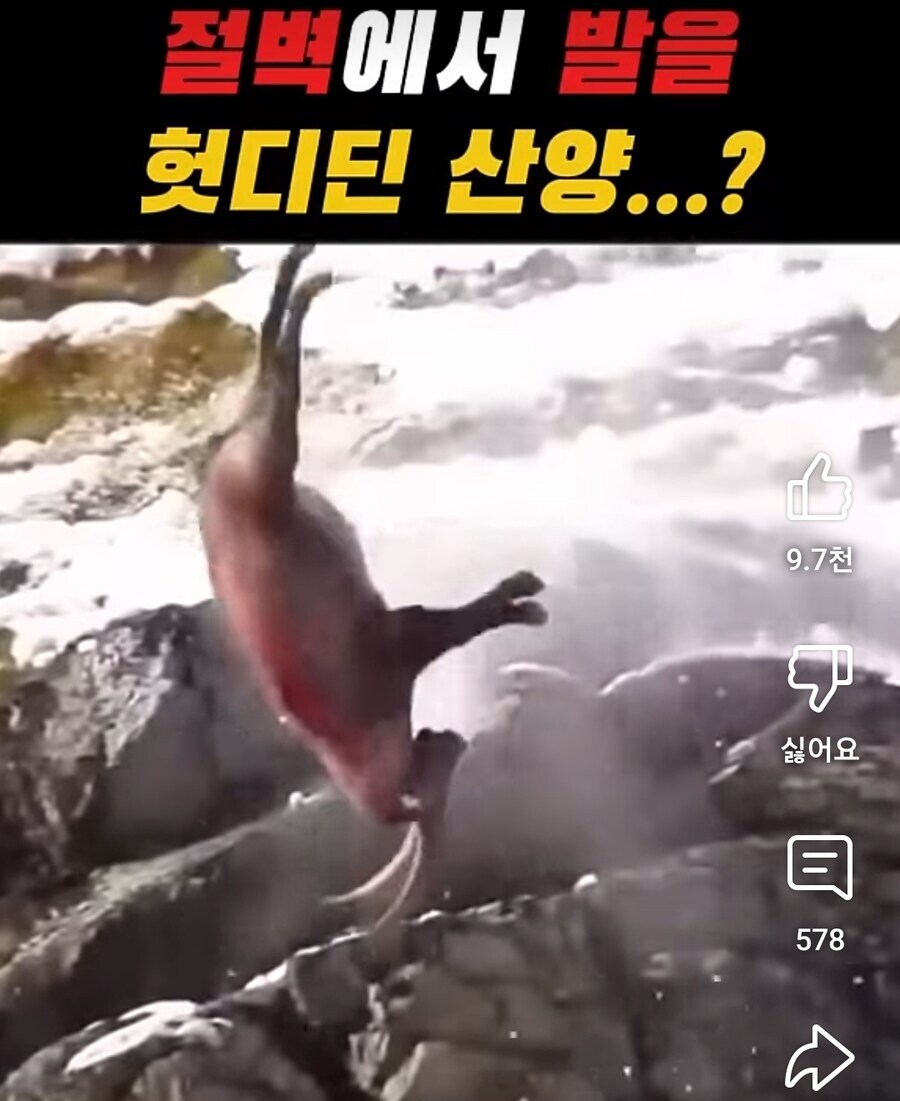 산양이 발을 헛딛으면??_1.jpg