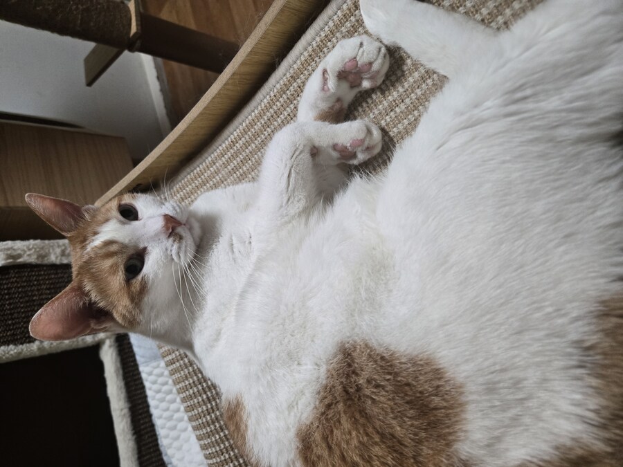자기전 우리집 동물들 사진 뿌림_4.jpg
