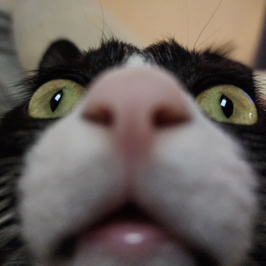 스압)우리집 고양이 보고 자러가_1.jpg