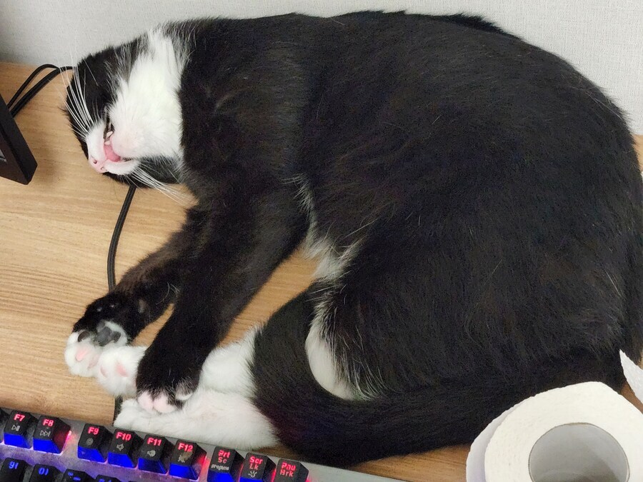 스압)우리집 고양이 보고 자러가_4.jpg